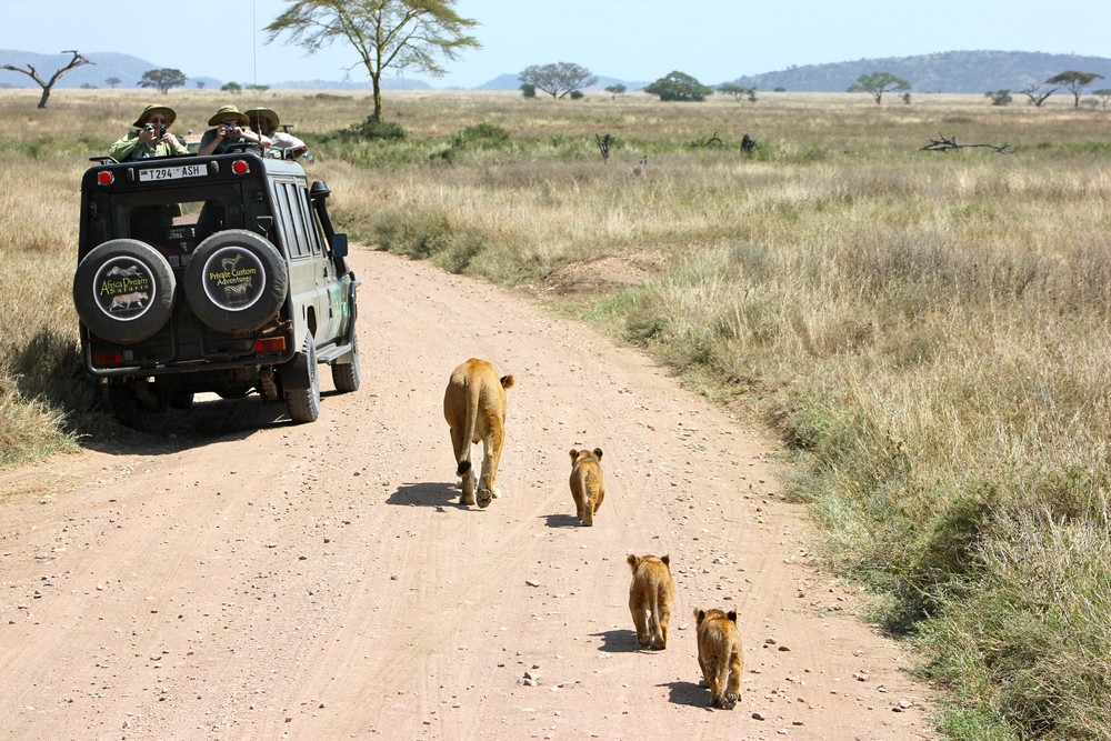 Un safari afrique inoubliable 