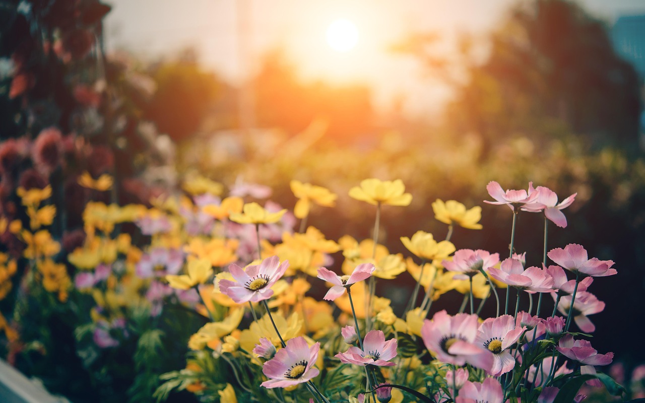 Que planter en avril : Guide pour un jardin fleuri
